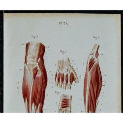 1852 - Avant-bras et muscles de la main 