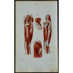 1852 - Muscles postérieurs de la jambe 