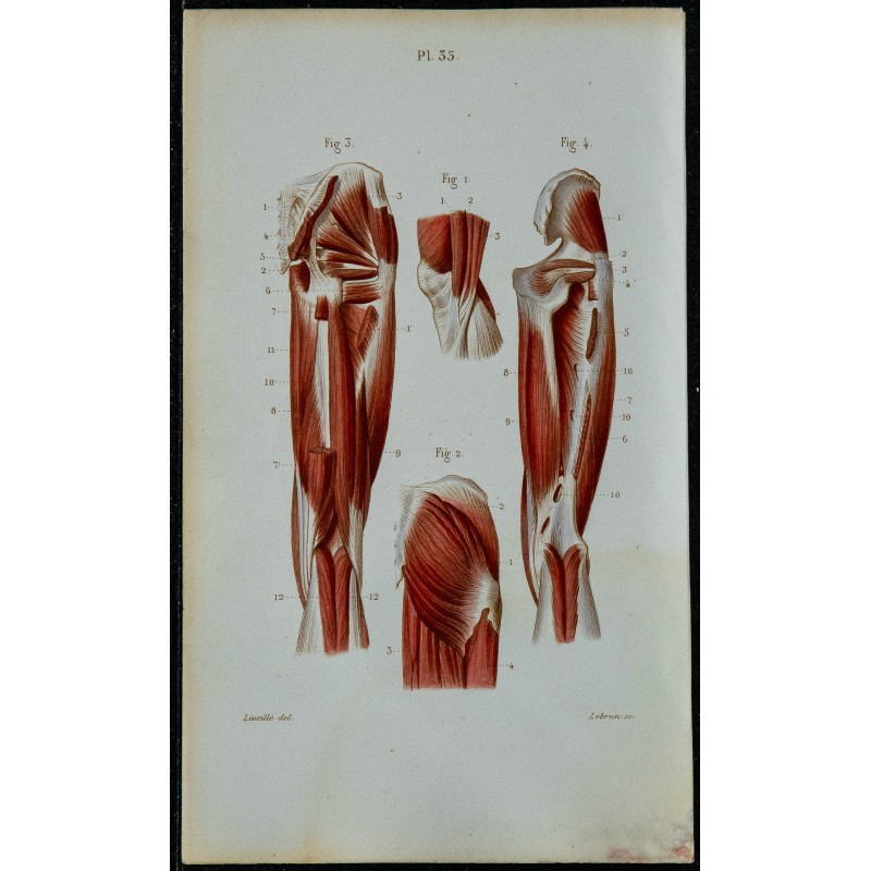 1852 - Muscles postérieurs de la jambe 