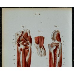 1852 - Muscles postérieurs de la jambe 