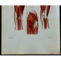 1852 - Muscles postérieurs de la jambe 