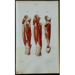1852 - Cuisse muscles antérieure et interne 
