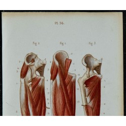 1852 - Cuisse muscles antérieure et interne 