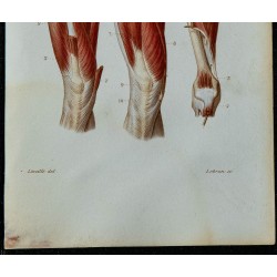 1852 - Cuisse muscles antérieure et interne 