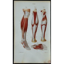 1852 - Muscles jambe et pied humains 