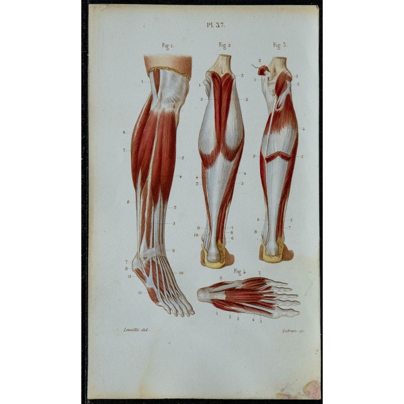 1852 - Muscles jambe et pied humains 