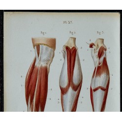 1852 - Muscles jambe et pied humains 
