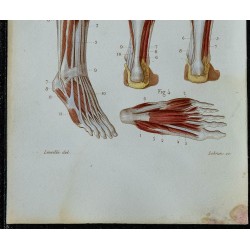 1852 - Muscles jambe et pied humains 