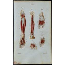 1852 - Muscles profonds jambe et pied 
