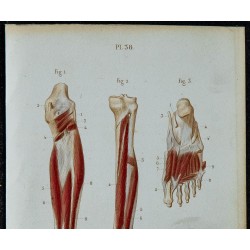 1852 - Muscles profonds jambe et pied 