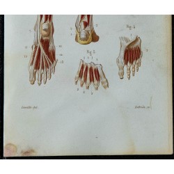 1852 - Muscles profonds jambe et pied 