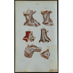 1852 - Aponévroses cou aisselle et œil 