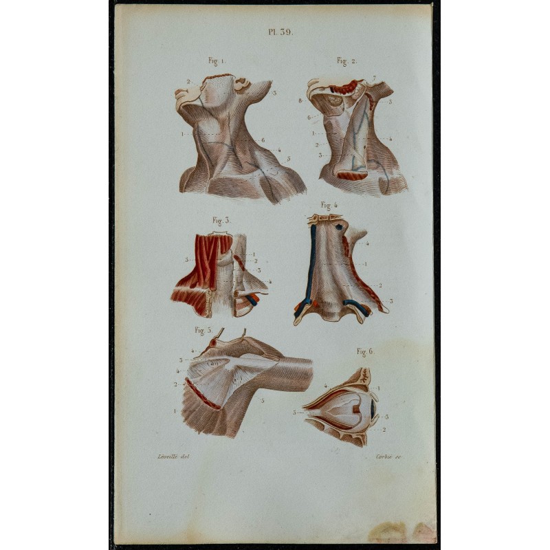 1852 - Aponévroses cou aisselle et œil 