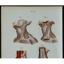 1852 - Aponévroses cou aisselle et œil 