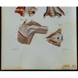 1852 - Aponévroses cou aisselle et œil 
