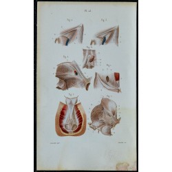1852 - Aponévroses aine bassin périnée 