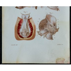 1852 - Aponévroses aine bassin périnée 