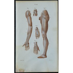1852 - Aponévroses membres sup-inf 