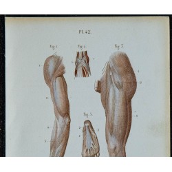 1852 - Aponévroses membres sup-inf 