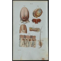 1852 - Sein langue peau ongles poils 