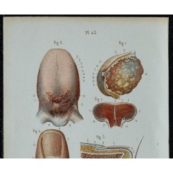1852 - Sein langue peau ongles poils 
