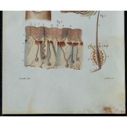 1852 - Sein langue peau ongles poils 