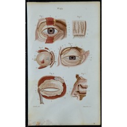 1852 - Œil droit paupières appareil lacrymal 