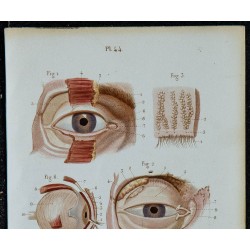 1852 - Œil droit paupières appareil lacrymal 