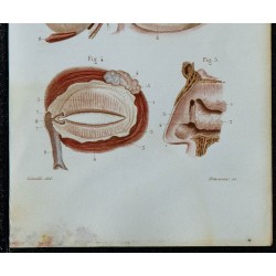 1852 - Œil droit paupières appareil lacrymal 