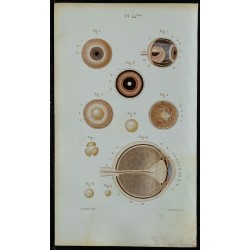 1852 - Œil membranes rétine cristallin 