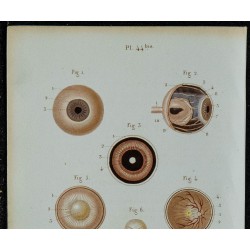 1852 - Œil membranes rétine cristallin 