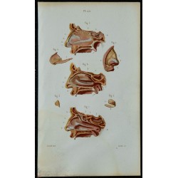 1852 - Cartilages nez et fosses nasales 