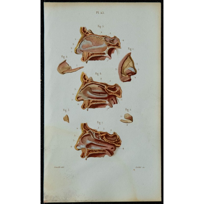 1852 - Cartilages nez et fosses nasales 