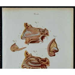 1852 - Cartilages nez et fosses nasales 