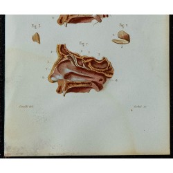 1852 - Cartilages nez et fosses nasales 