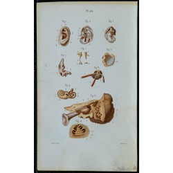 1852 - Organes de l'audition oreille 
