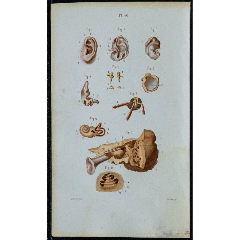 1852 - Organes de l'audition oreille 