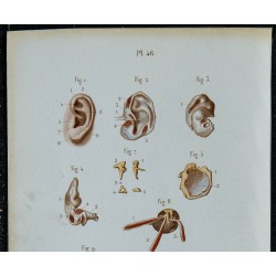 1852 - Organes de l'audition oreille 