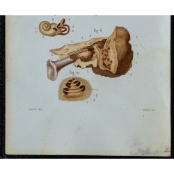 1852 - Organes de l'audition oreille 