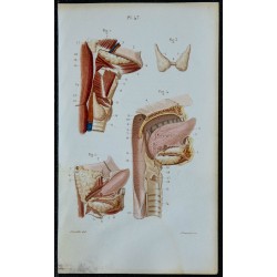 1852 - Glandes salivaires thyroïde pharynx 