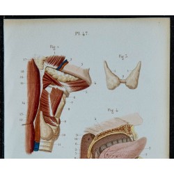 1852 - Glandes salivaires thyroïde pharynx 