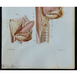 1852 - Glandes salivaires thyroïde pharynx 