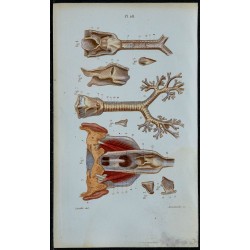 1852 - Pharynx larynx trachée bronches 