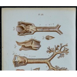 1852 - Pharynx larynx trachée bronches 