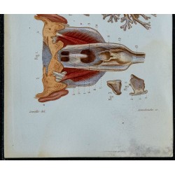 1852 - Pharynx larynx trachée bronches 