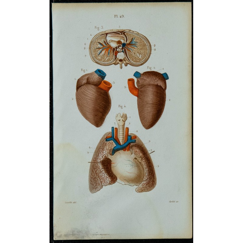 1852 - Plèvres poumons et cœur 