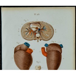 1852 - Plèvres poumons et cœur 