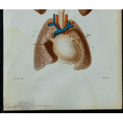 1852 - Plèvres poumons et cœur 