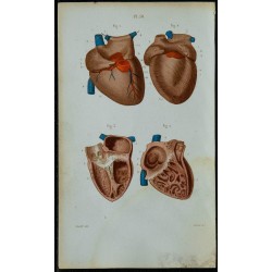 1852 - Cœur anatomie détaillée 