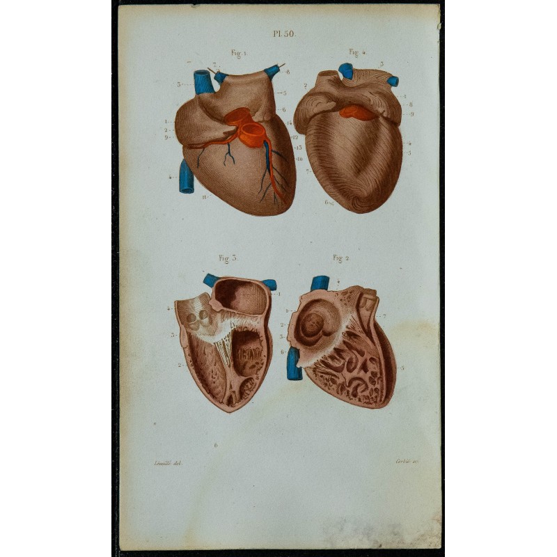 1852 - Cœur anatomie détaillée 